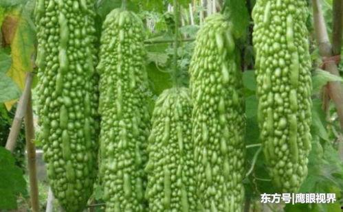 吃瓜的女人什么心理