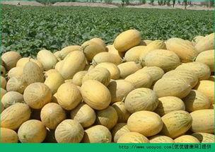 吃鸡蛋又吃哈密瓜好吗,营养双享的饮食新主张