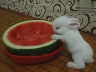 兔子吃洋瓜吗怎么吃的,兔子如何享用洋瓜美味