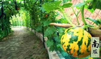 吃瓜摸鱼壁纸手机,壁纸手机带你轻松畅游网络世界